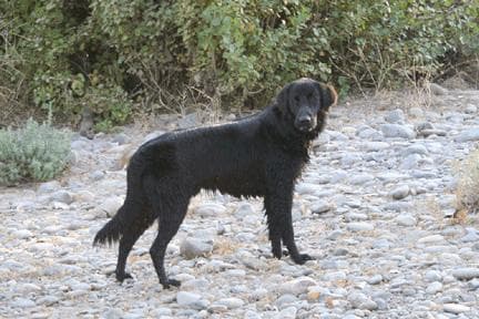 Flatcoated Retriever