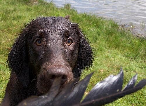 Flatcoated Retriever