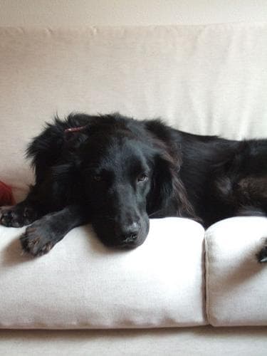 retriever