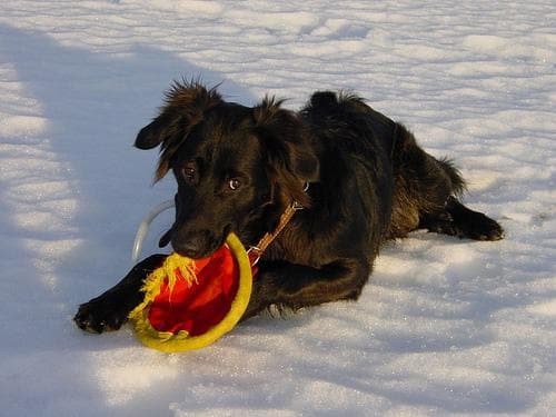 Flatcoated Retriever