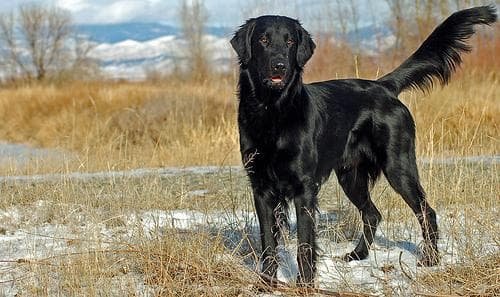 Flatcoated Retriever