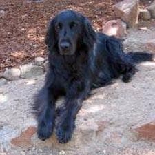 Flatcoated Retriever