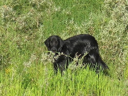 Flatcoated Retriever
