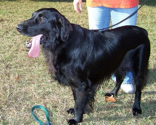 Flatcoated Retriever
