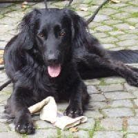 Flatcoated Retriever