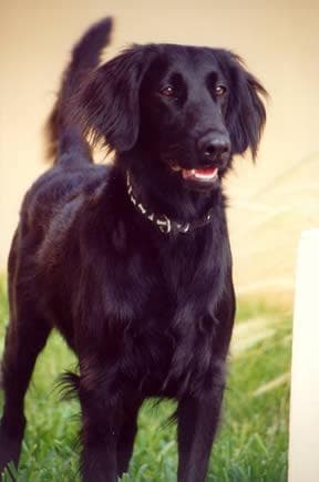Flatcoated Retriever