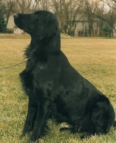 Flatcoated Retriever