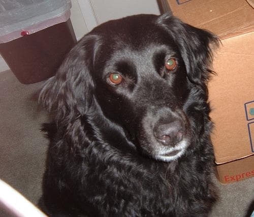 Flatcoated Retriever