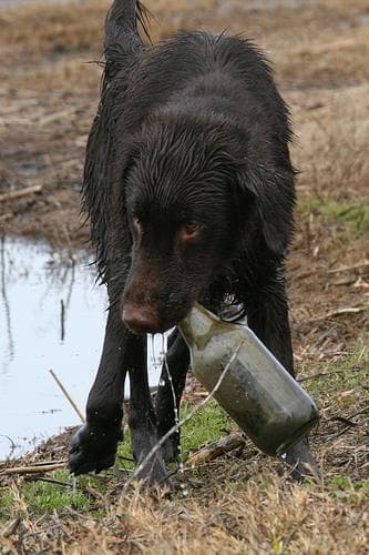 Flatcoated Retriever