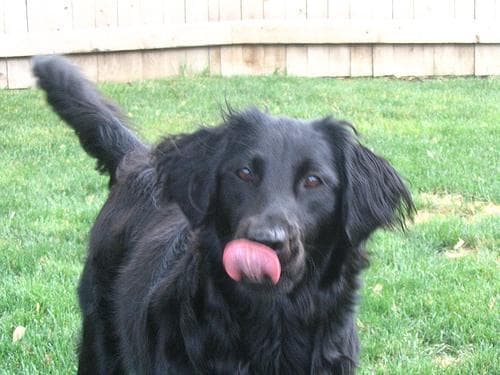 Flatcoated Retriever