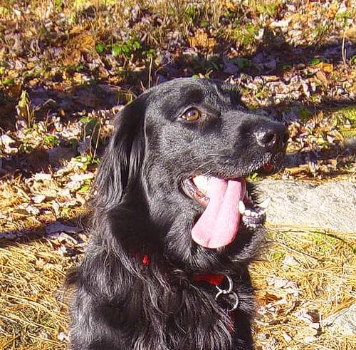 Flatcoated Retriever