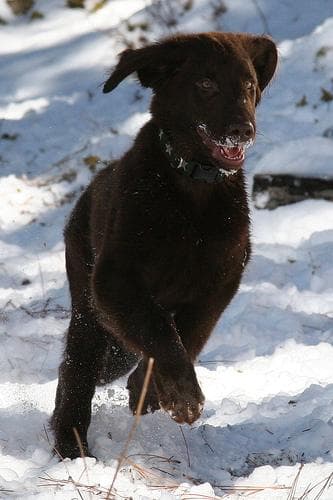 Flatcoated Retriever