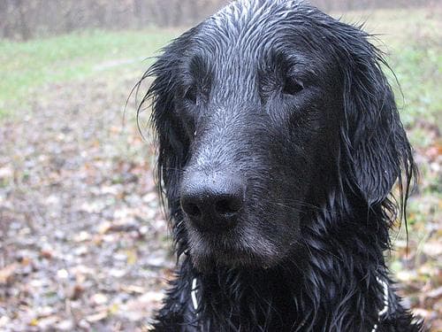 Flatcoated Retriever
