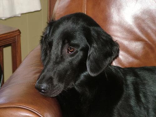 Flatcoated Retriever
