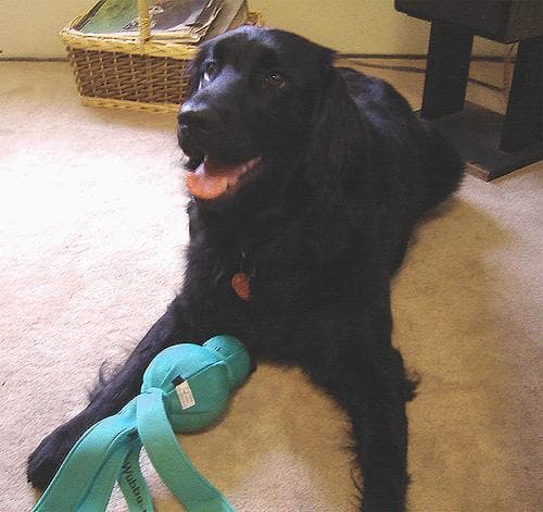 Flatcoated Retriever