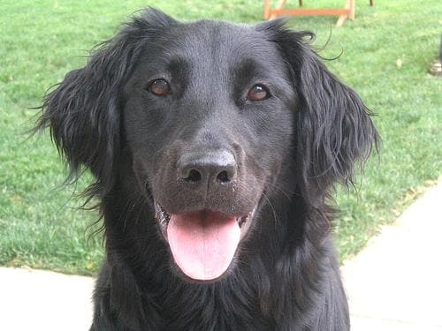 Flatcoated Retriever