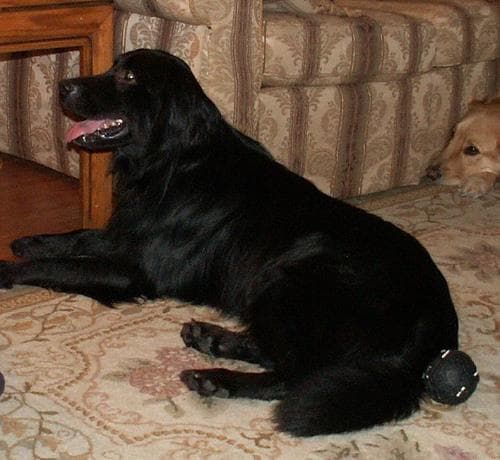Flatcoated Retriever