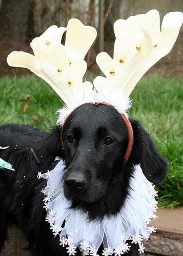 Flatcoated Retriever