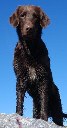 Flatcoated Retriever