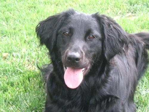 Flatcoated Retriever