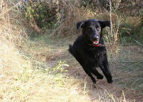 Flatcoated Retriever