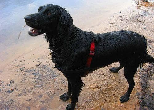 Flatcoated Retriever