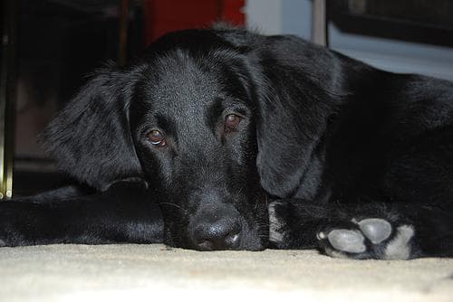 Flatcoated Retriever