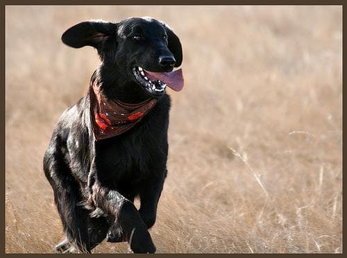 Flatcoated Retriever