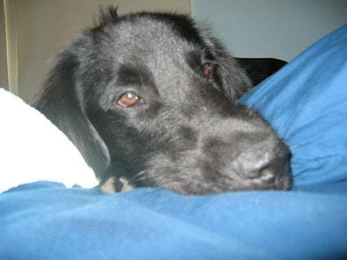 Flatcoated Retriever