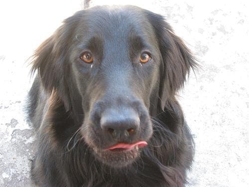 Flatcoated Retriever