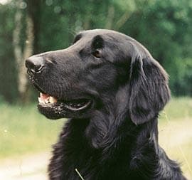 retriever