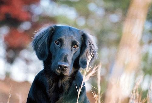 Flatcoated Retriever