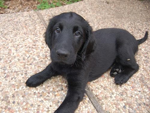 Flatcoated Retriever