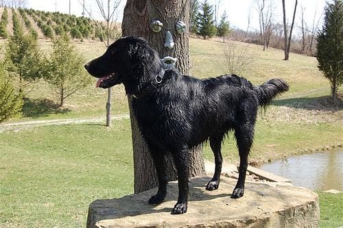 Flatcoated Retriever