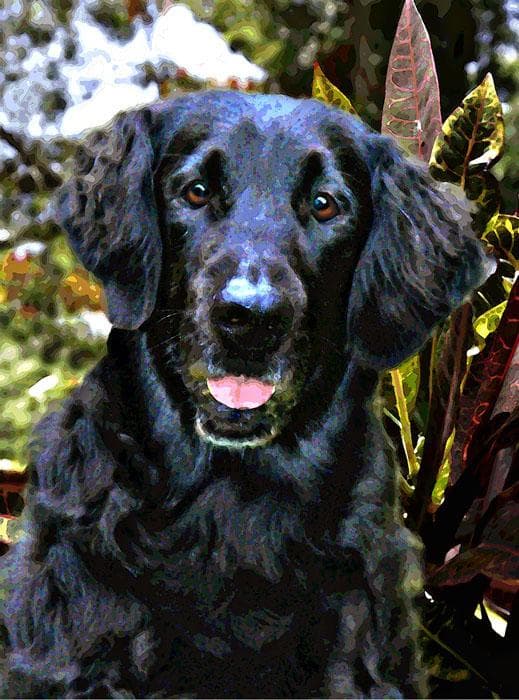Flatcoated Retriever