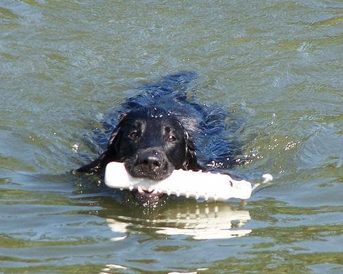 Flatcoated Retriever