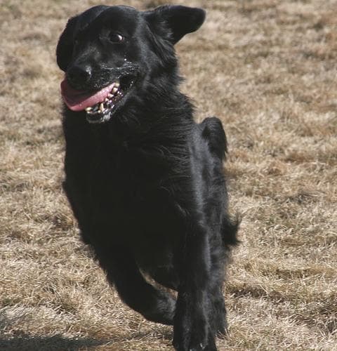 Flatcoated Retriever