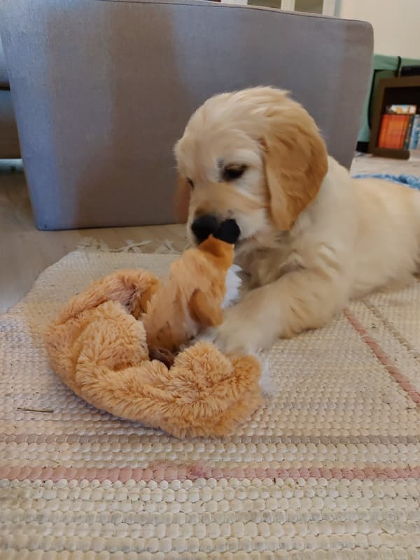 Golden Retriever