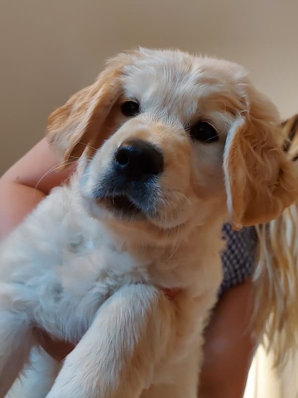 Golden Retriever