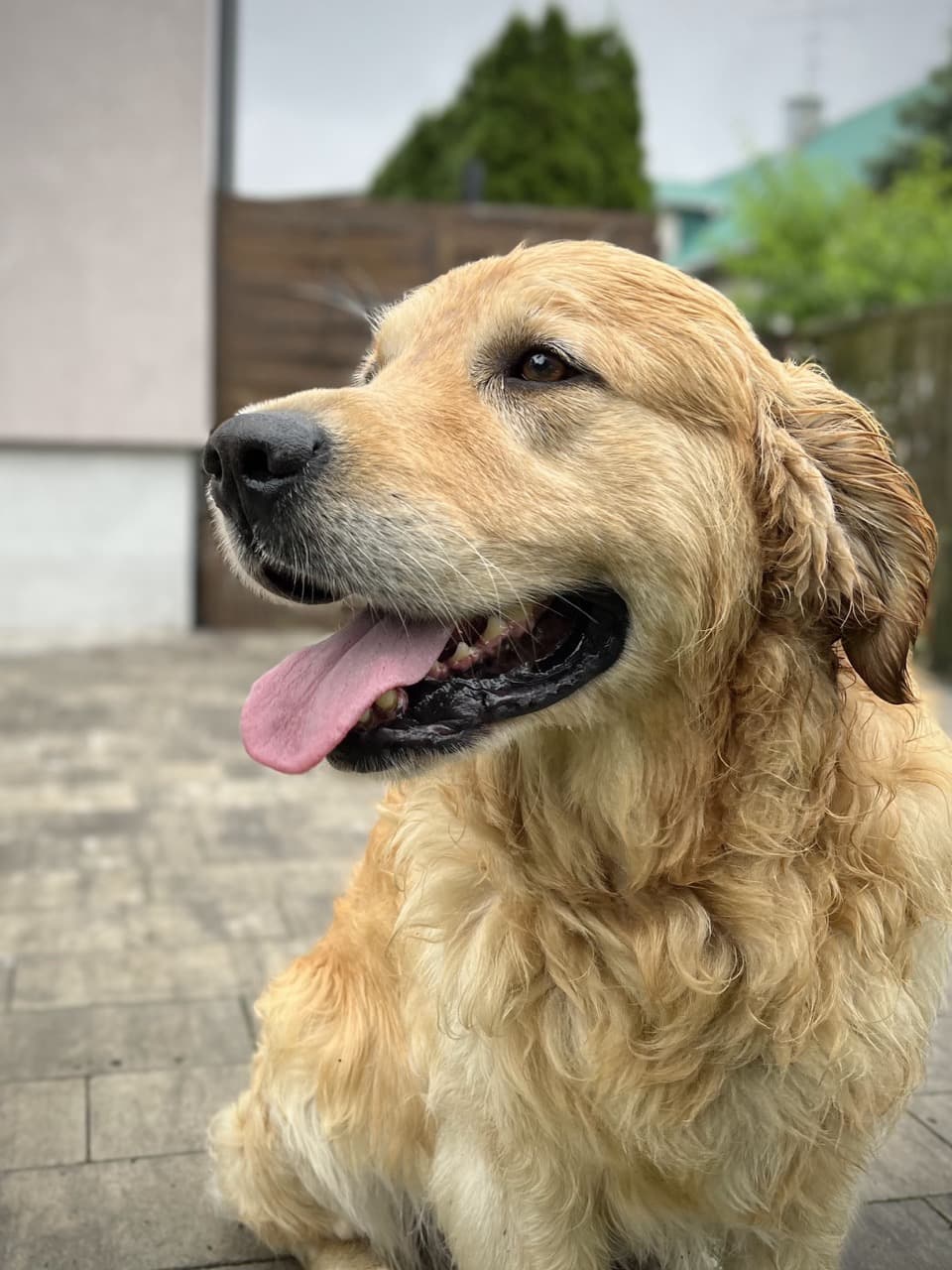 Golden Retriever