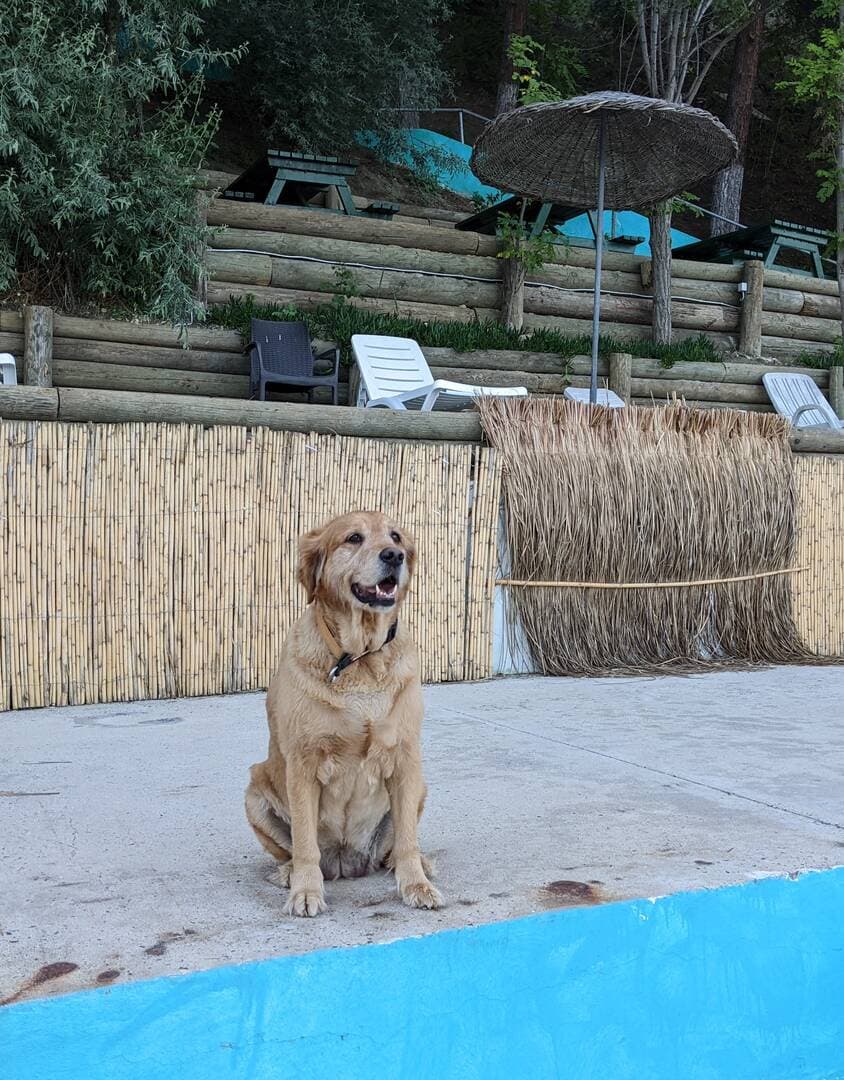 retriever