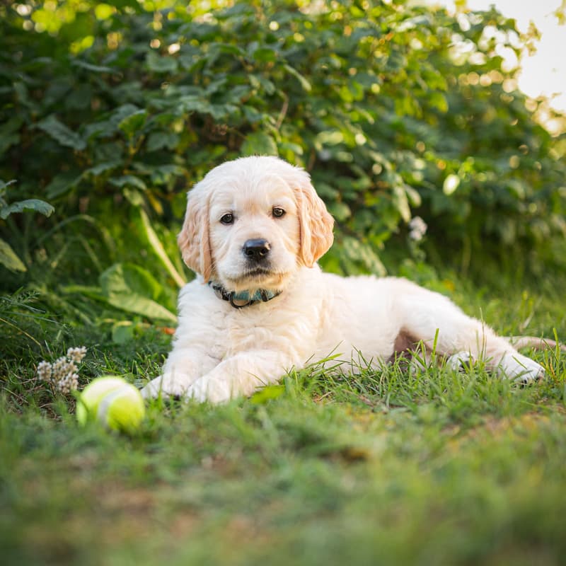 Golden Retriever