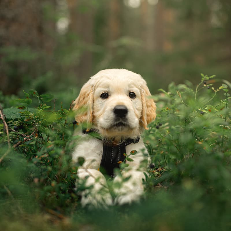 retriever