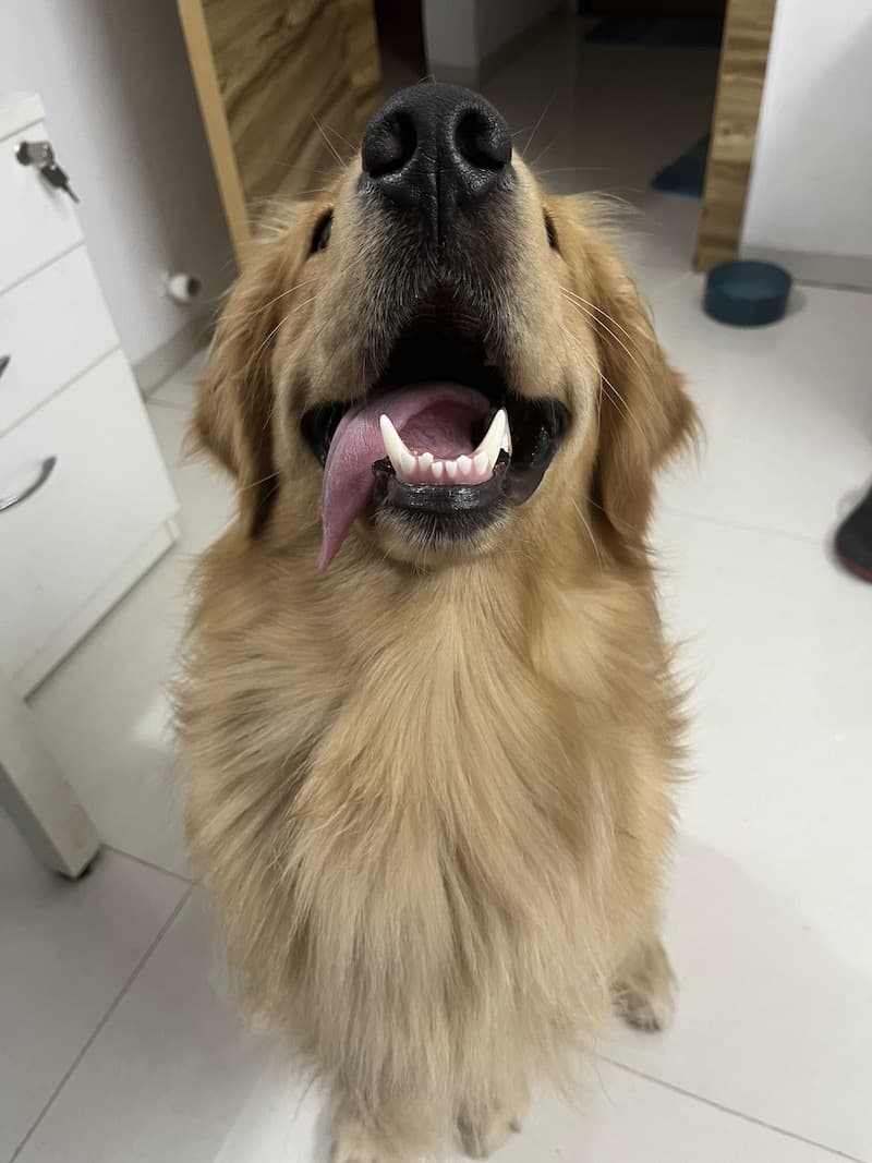 Golden Retriever
