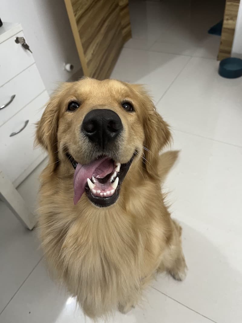 retriever