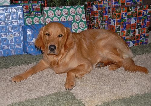Golden Retriever