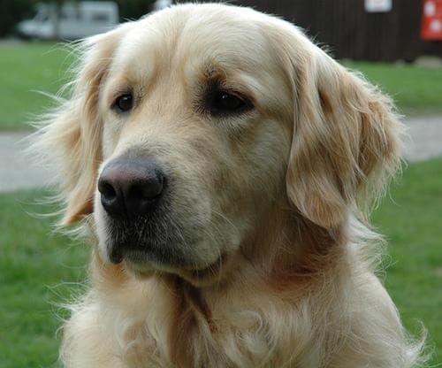 Golden Retriever