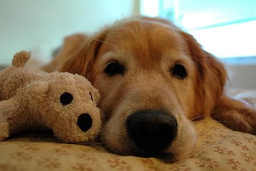 Golden Retriever