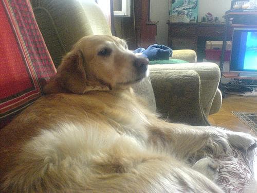 retriever