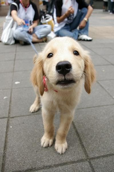 Golden Retriever